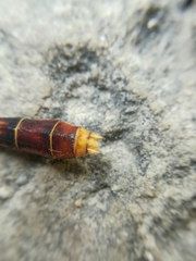 Erpetogomphus