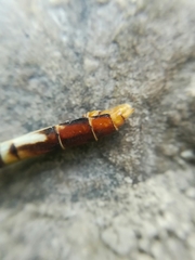 Erpetogomphus