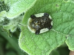 Helocassis testudinaria