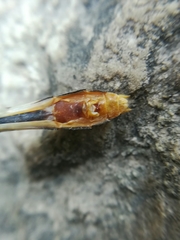 Erpetogomphus