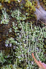 Cladonia asahinae