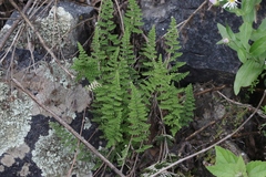 Myriopteris fendleri