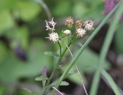 Baccharis thesioides