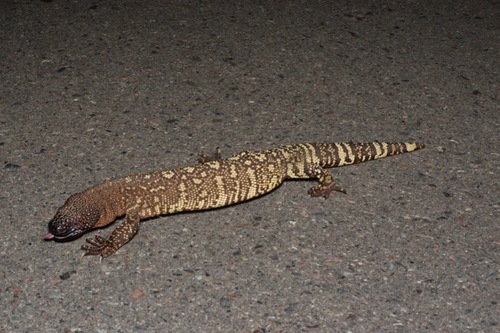 Rio Fuerte Beaded Lizard