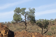 Callitris endlicheri