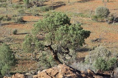 Callitris endlicheri