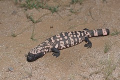 Heloderma suspectum suspectum