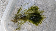 Bryopsis