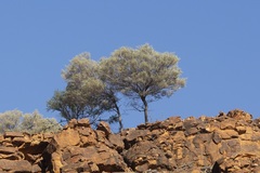 Acacia aneura