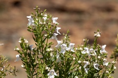 Prostanthera striatiflora