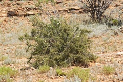 Prostanthera striatiflora