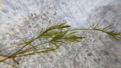 Bryopsis