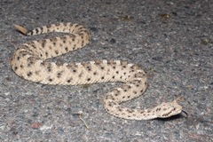 Crotalus cerastes cercobombus