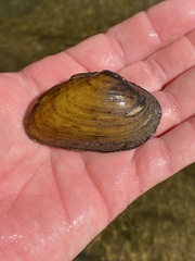 Ptychobranchus foremanianus