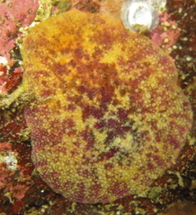 Doris pseudoargus