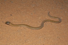 Pygopus schraderi