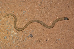 Pygopus schraderi