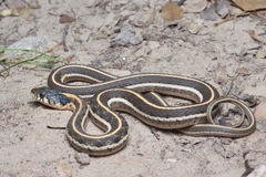 Thamnophis cyrtopsis cyrtopsis
