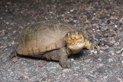 Kinosternon arizonense