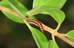 Helicorthomorpha