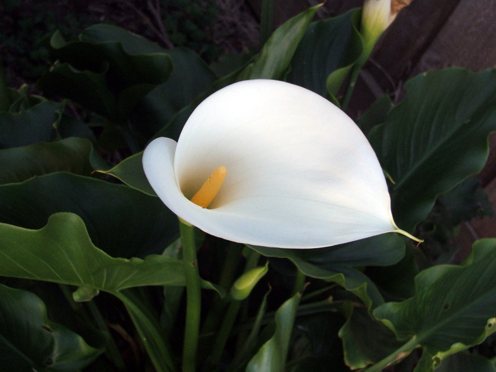 Calla Lily (Zantedeschia aethiopica) · iNaturalist