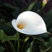 Calla Lily - Photo (c) flipsockgrrl, some rights reserved (CC BY-NC-SA)