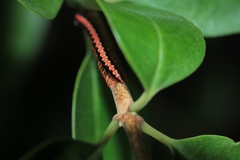 Helicorthomorpha