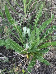 Cirsium hookerianum