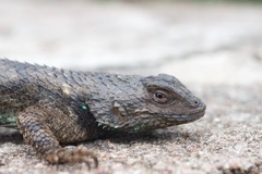 Sceloporus clarkii clarkii