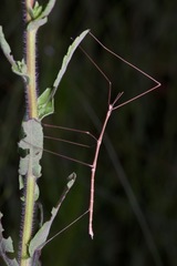 Verophasmatodea