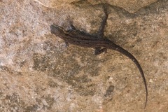 Urosaurus ornatus schottii