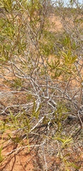 Acacia ligulata