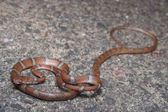 Imantodes gemmistratus