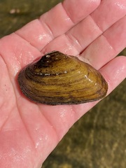 Ptychobranchus foremanianus