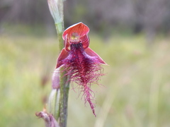 Calochilus therophilus
