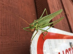 Capnobotes occidentalis