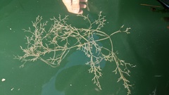 Amathia verticillata