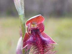 Calochilus therophilus
