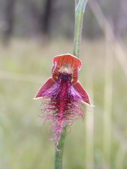Calochilus therophilus