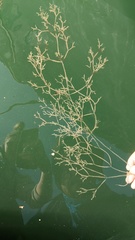 Amathia verticillata