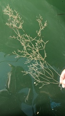 Amathia verticillata