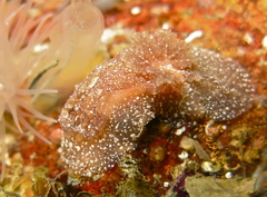 Goniodoris castanea