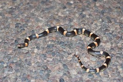 Rhinocheilus antonii