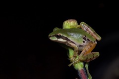 Hyla wrightorum