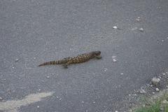 Heloderma exasperatum