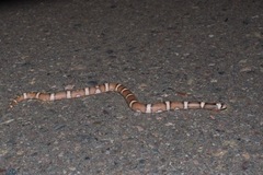 Phyllorhynchus browni