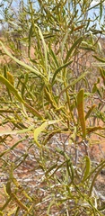 Acacia ligulata