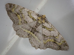 Gigantalcis flavolinearia