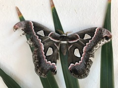 Rothschildia cinctus
