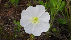 Oenothera engelmannii